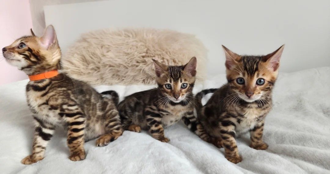 ✨ Bengalkätzchen verfügbar ✨🐱