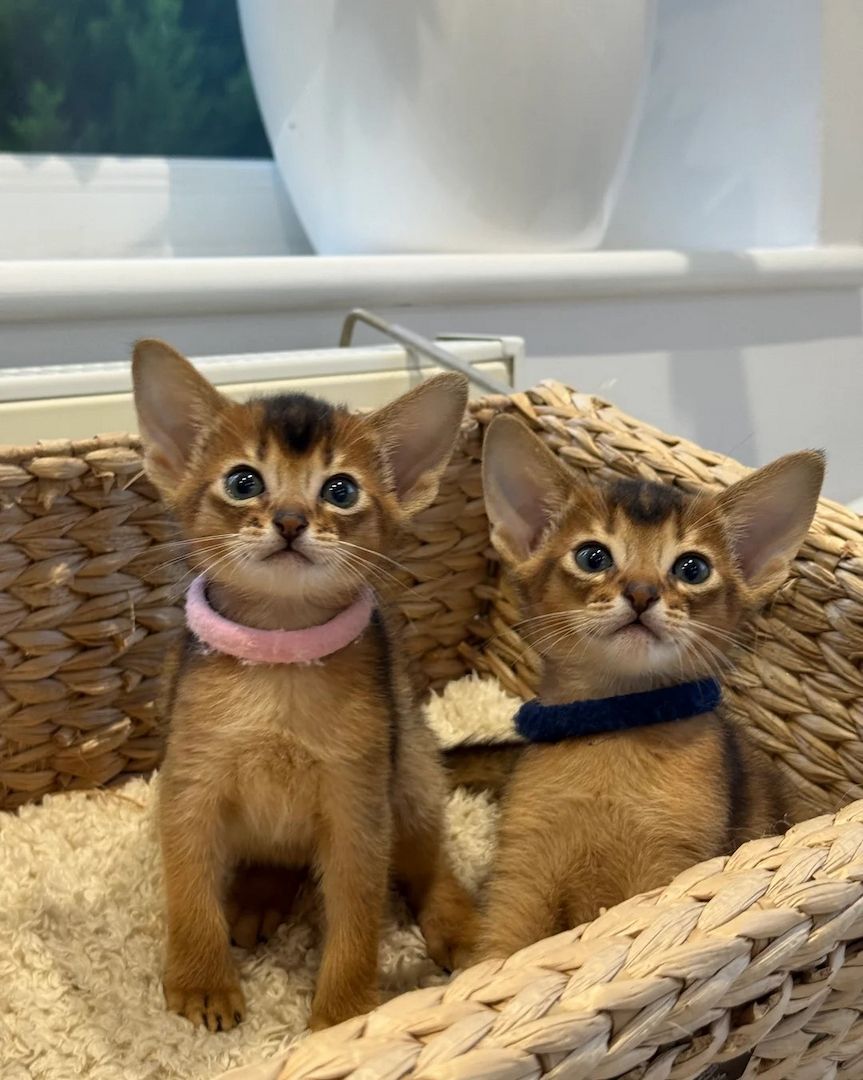 wunderschöne Abessinier Kätzchen