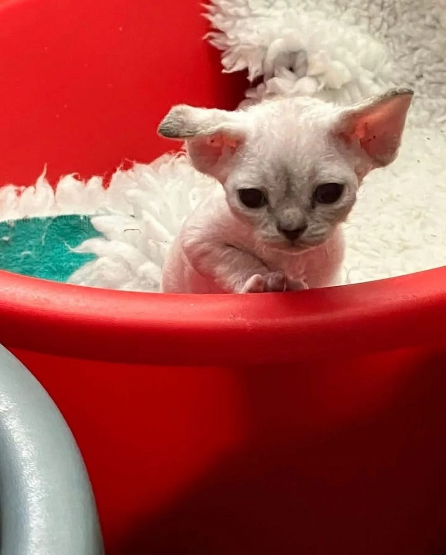 Devon Rex Kätzchen