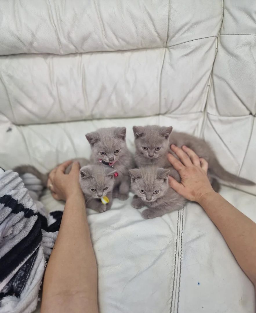 Reine Britisch Kurzhaar süße Kätzchen