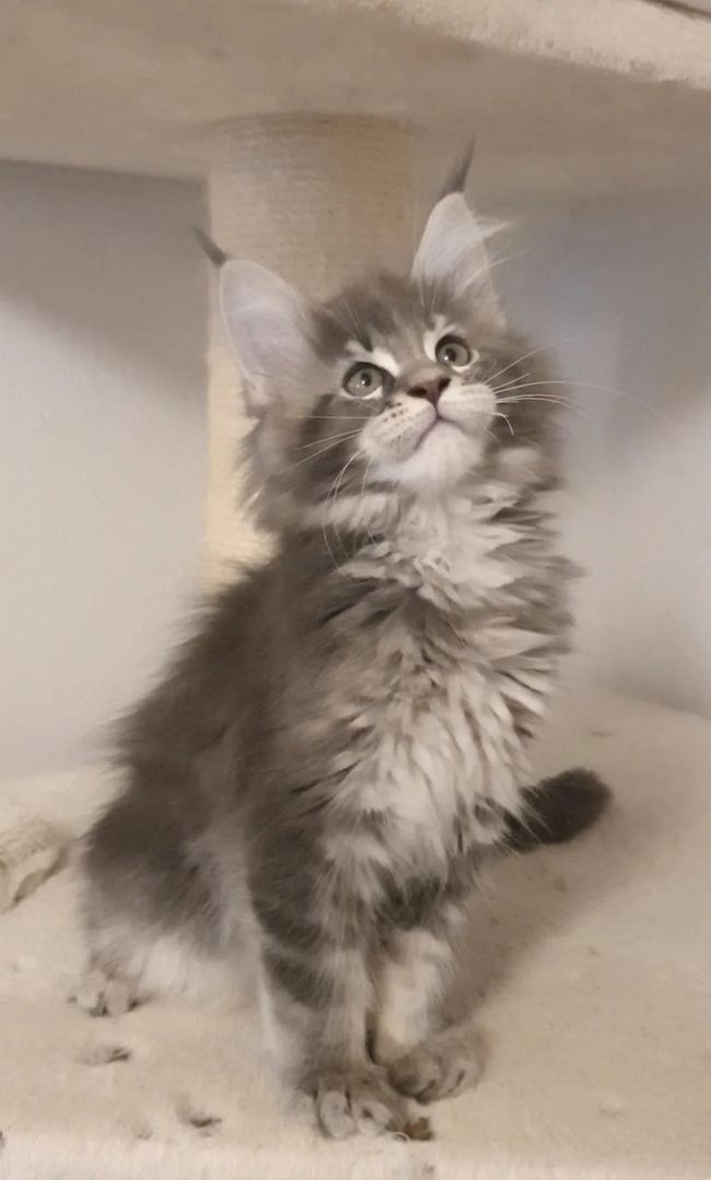 🏅Maine Coon Kätzchen