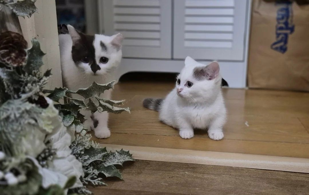 2 Jungs übrig! Munchkin Kätzchen (English Muffin)