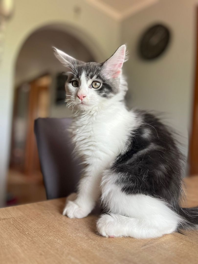 Maine Coon Kätzchen abzugeben