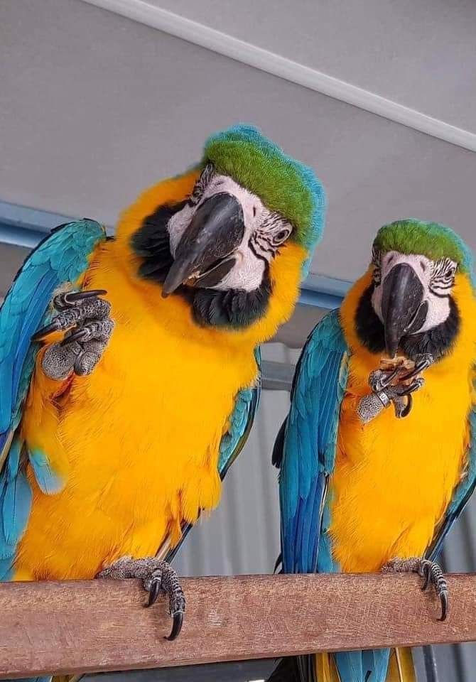 Wunderschöne Gelbbrustaras