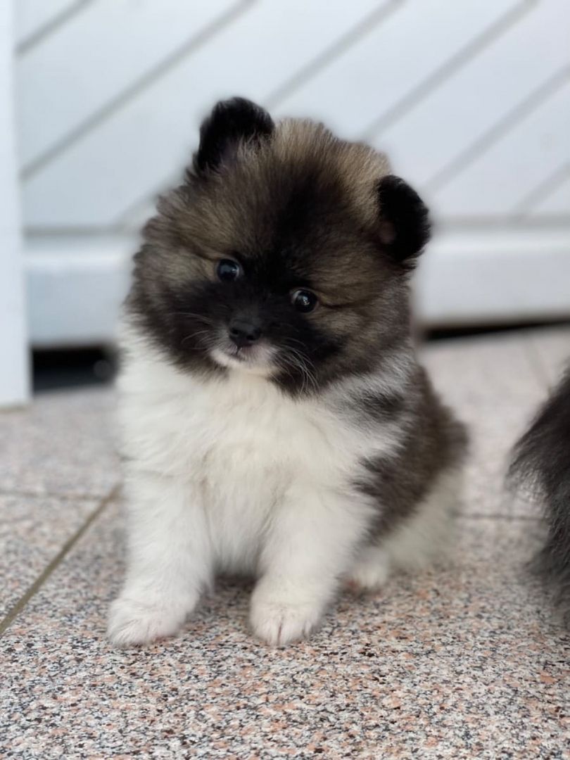 Pomeranian-Welpen