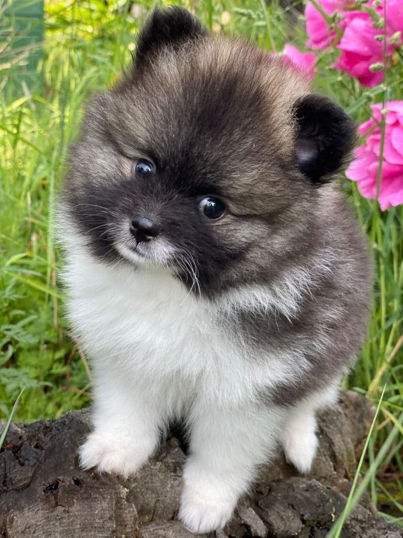 Pomeranian-Welpen