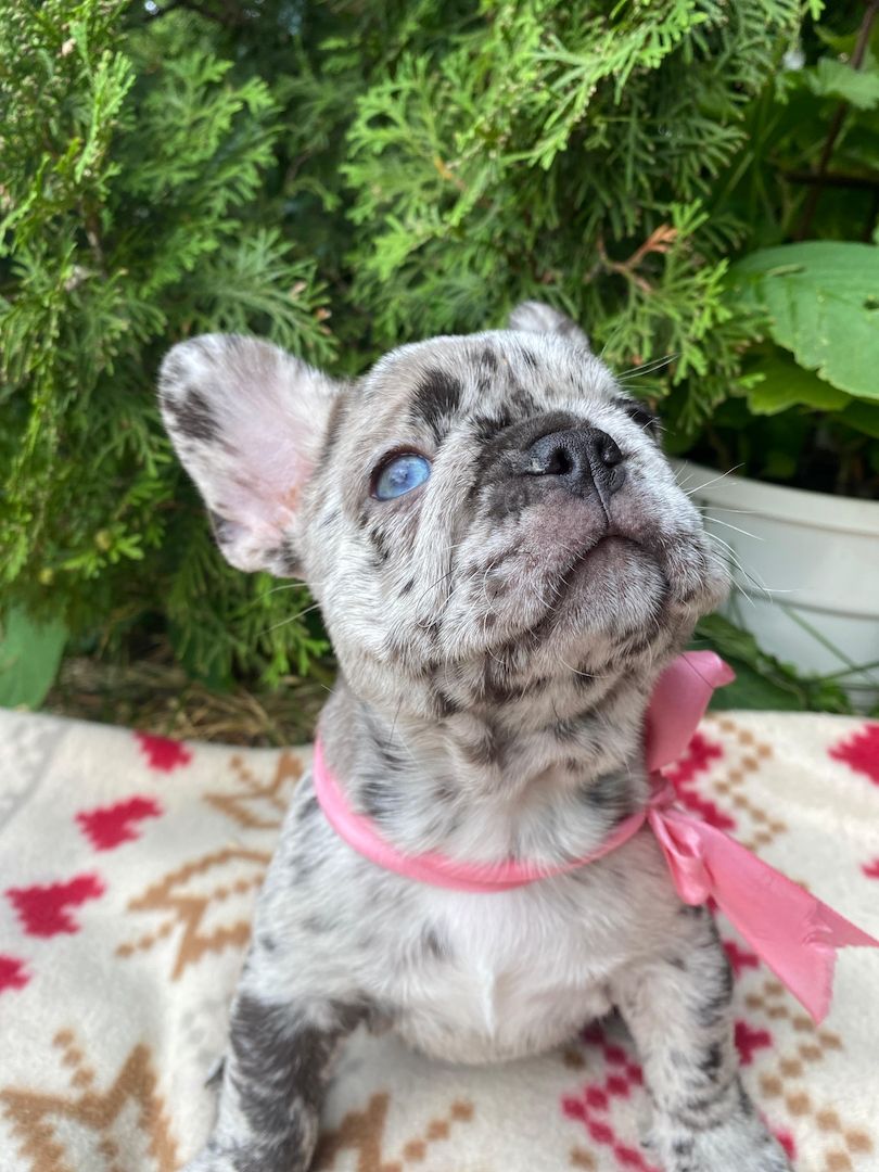 Weiblicher Merle-Welpe der Französischen Bulldogge