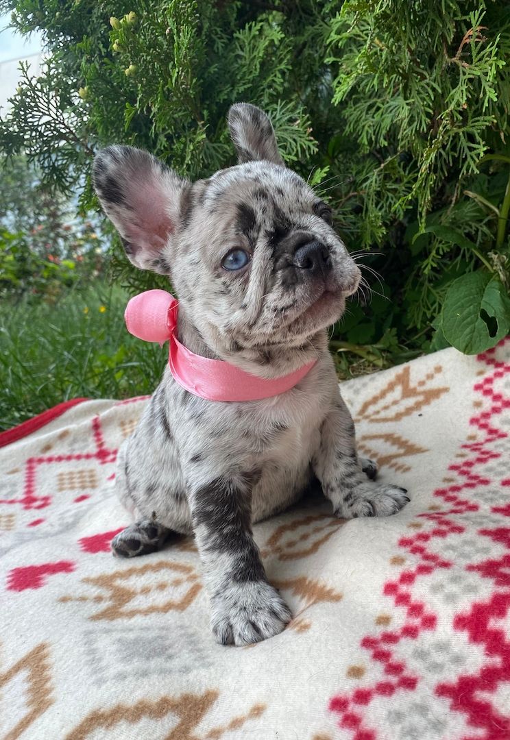 Weiblicher Merle-Welpe der Französischen Bulldogge