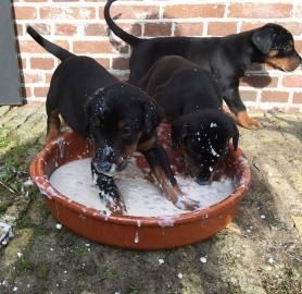 Dobermann Welpen mit Papieren 