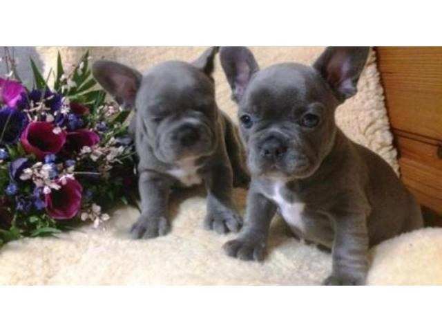 Französische Bulldogge Welpen mit Papieren 