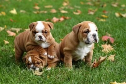 Englische Bulldogge Welpen mit papieren 