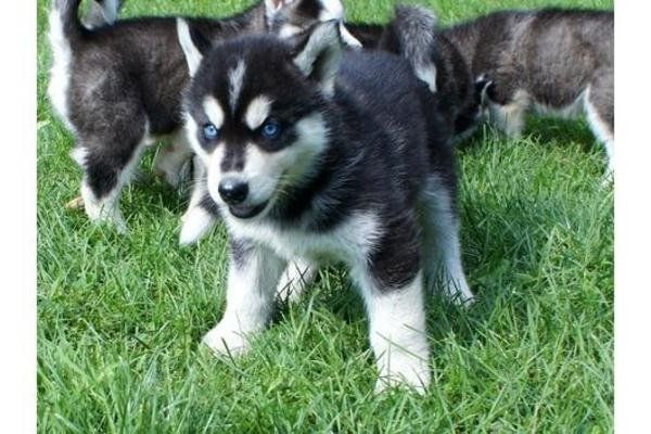 Siberian Husky Welpen mit papieren 