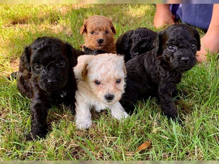 Bolonka Zwetna Welpen mit Papieren 