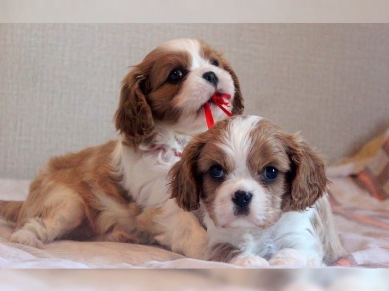 Cavalier-King-Charles Spaniel mit Papieren 