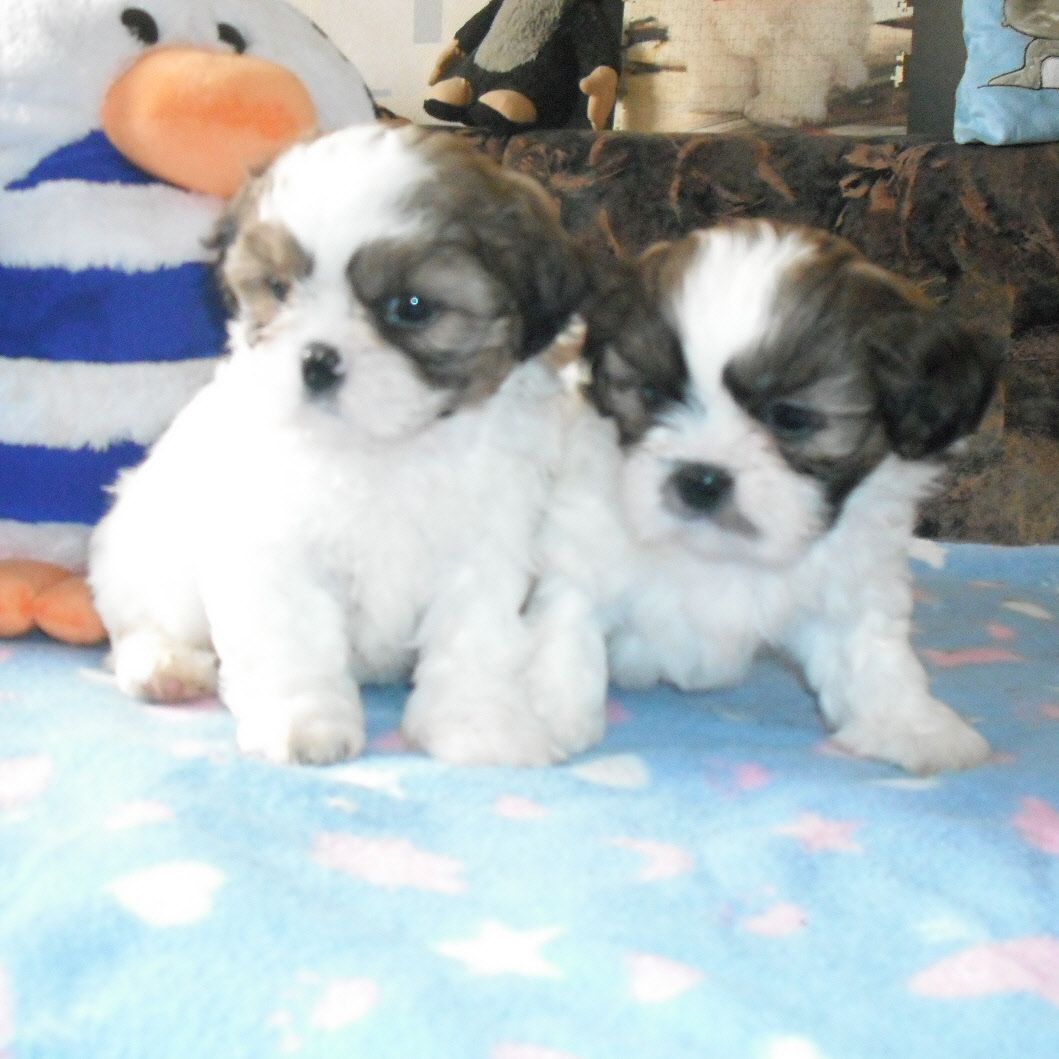 Shih Tzu Welpen mit Papieren  Shih Tzu Welpen mit Papieren
