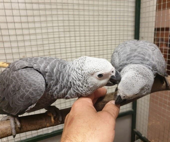 Graupapageien mit Papieren  Graupapageien mit Papieren