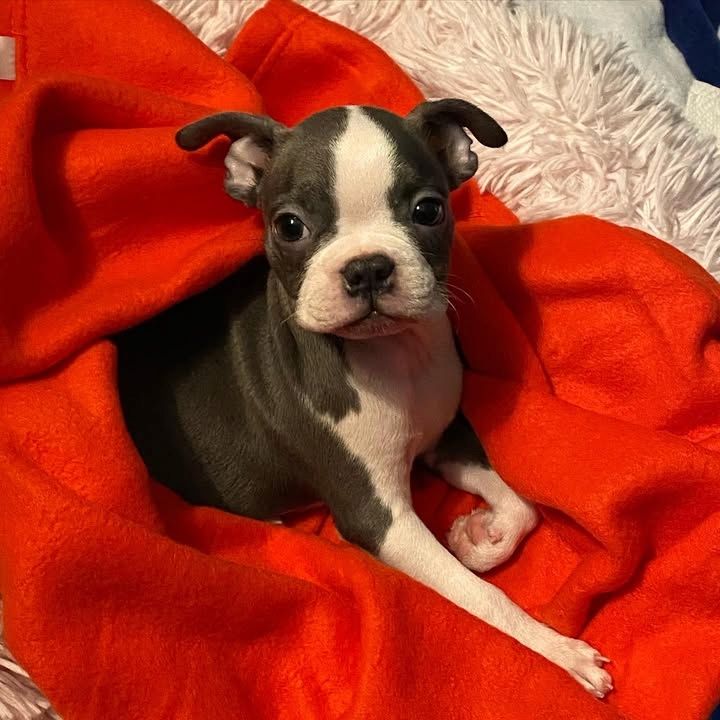 Boston Terrier – der perfekte Hund!