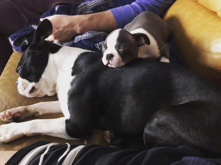 Boston Terrier – der perfekte Hund!