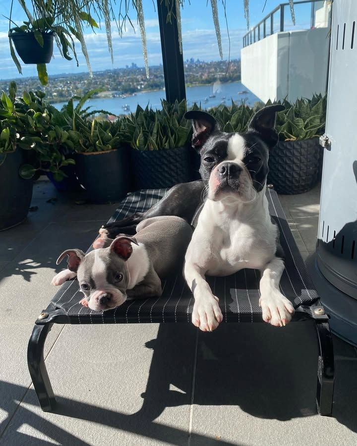 Lernen Sie Gunner kennen – den Boston Terrier in Perfektion!