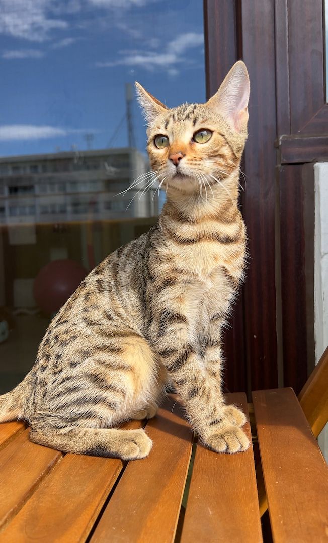 Bengalkätzchen ein Mädchen und ein Junge