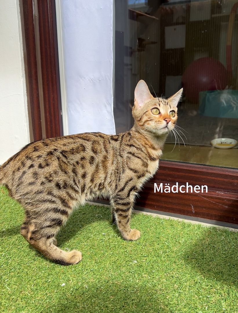 Bengalkätzchen ein Mädchen und ein Junge