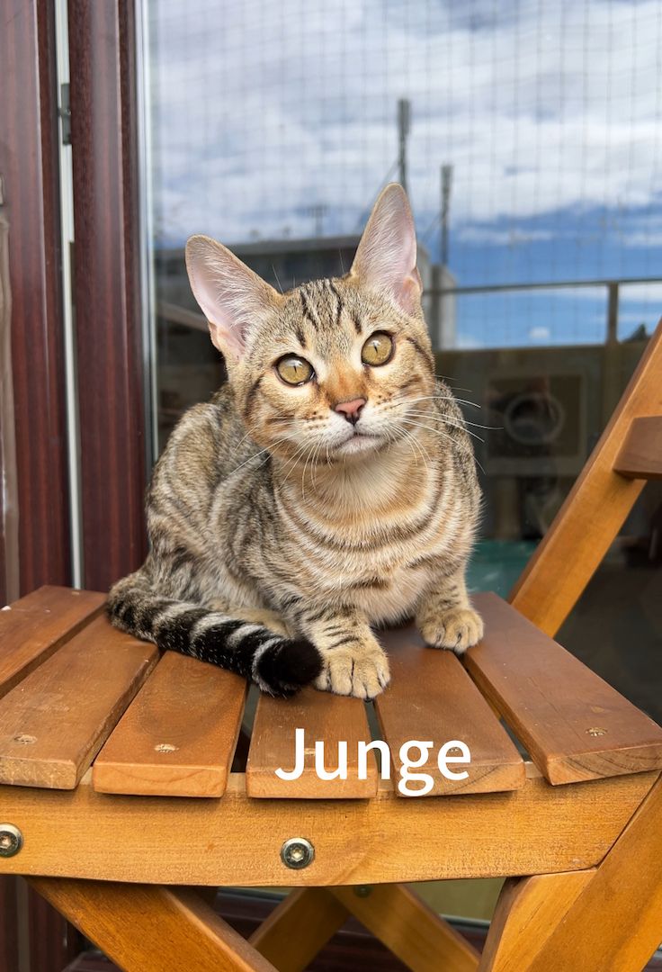 Bengalkätzchen ein Mädchen und ein Junge