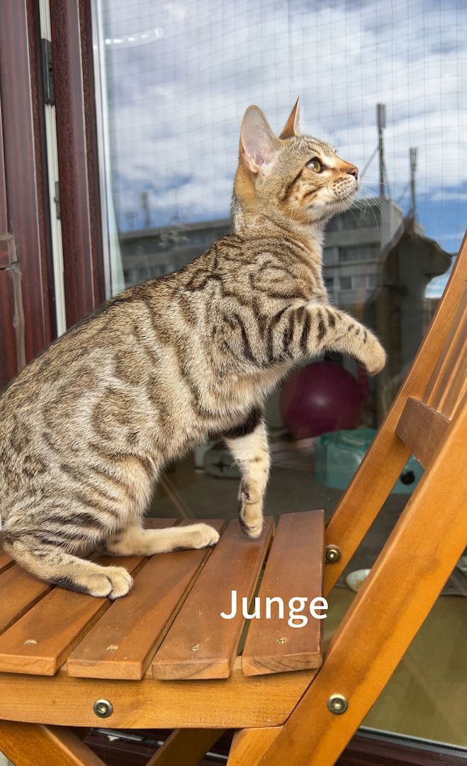 Bengalkätzchen ein Mädchen und ein Junge