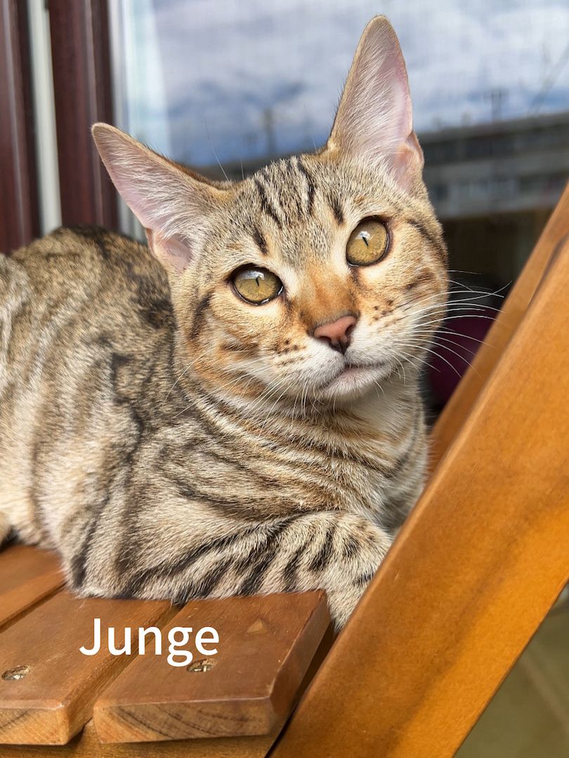 Bengalkätzchen ein Mädchen und ein Junge