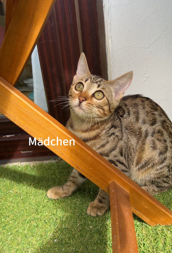 Bengalkätzchen ein Mädchen und ein Junge