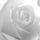 Weisse Rose 1943 Profilbild