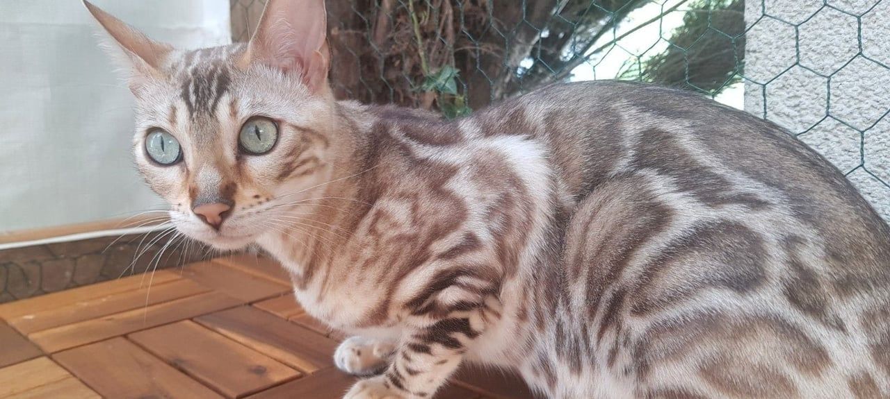 Bengalkatze mit Stammbaum