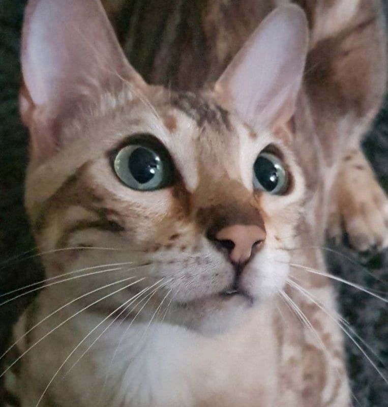 Bengalkatze mit Stammbaum