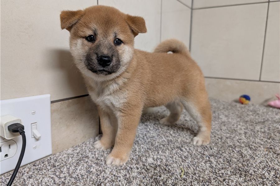 Shiba Inu puppies  