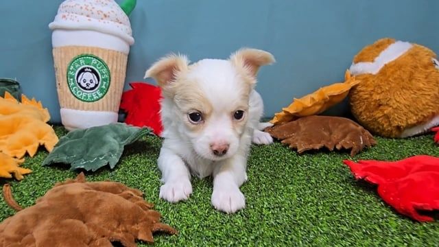 süße Chihuahua-Welpen zur Adoption