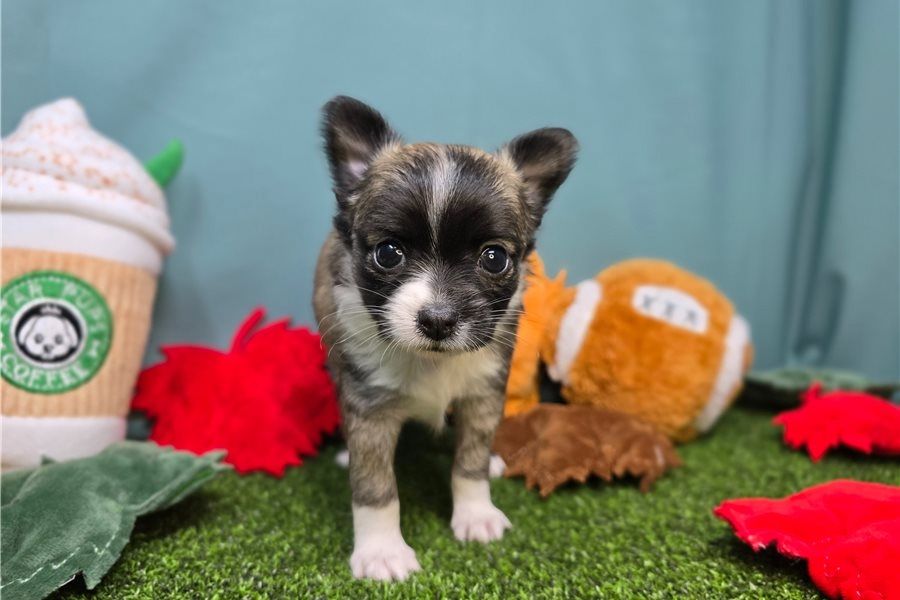 süße Chihuahua-Welpen zur Adoption