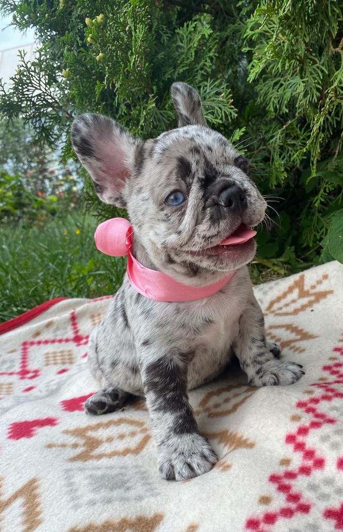 Weiblicher Merle-Welpe der Französischen Bulldogge