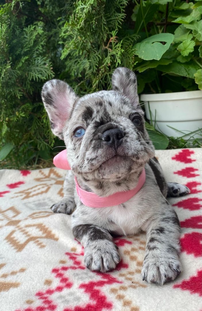 Weiblicher Merle-Welpe der Französischen Bulldogge