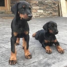 Erhältlich Dobermann Welpen mit Papieren 