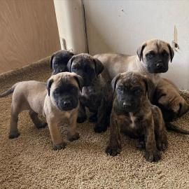 Bullmastiff Welpen mit Ahnentafel  