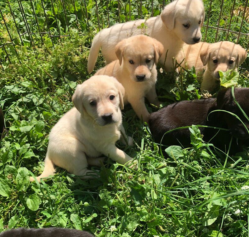 Golden Retriever Welpen mit papieren 