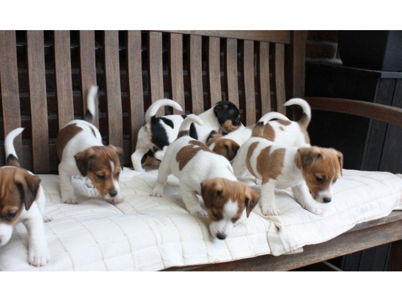 Jack-Russell-Terrier mit Papieren  