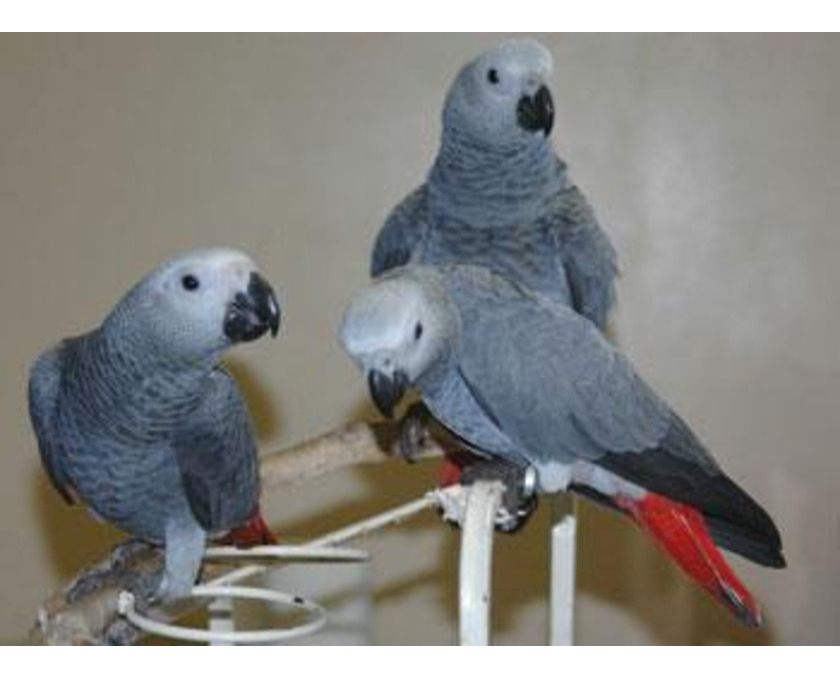 Graupapageien mit Papieren  