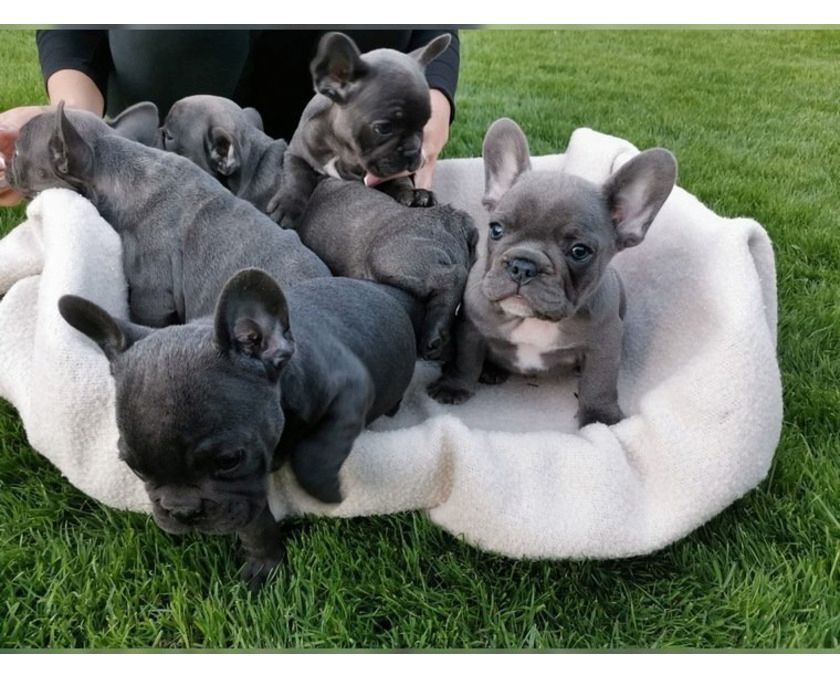 Französisch Bulldogge mit Papiere  