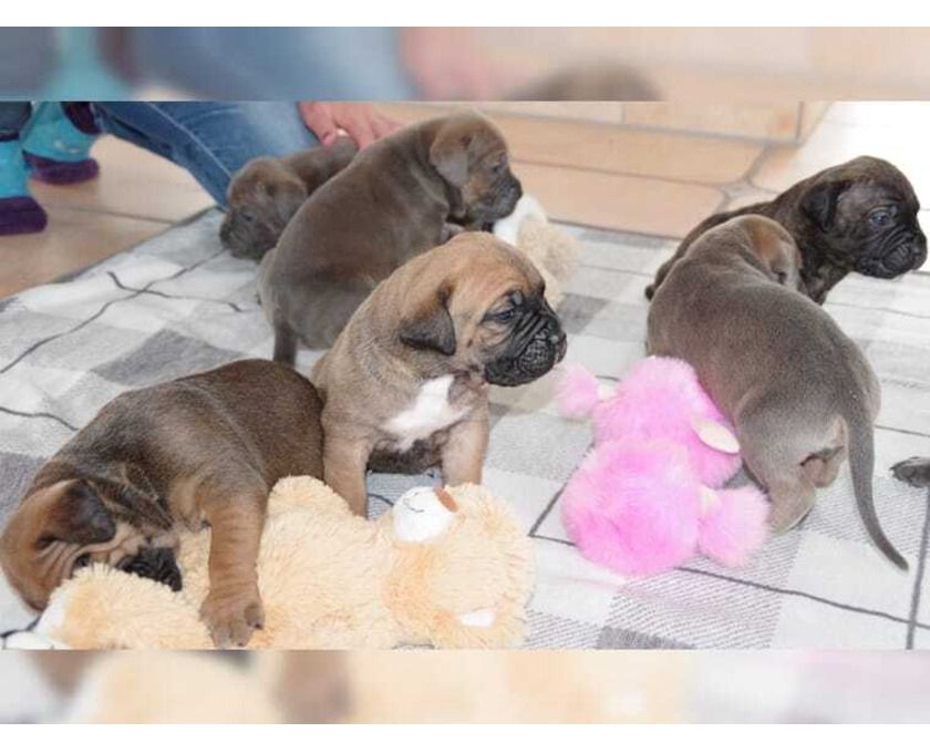 Erhältlich Cane Corso Welpen mit papieren 
