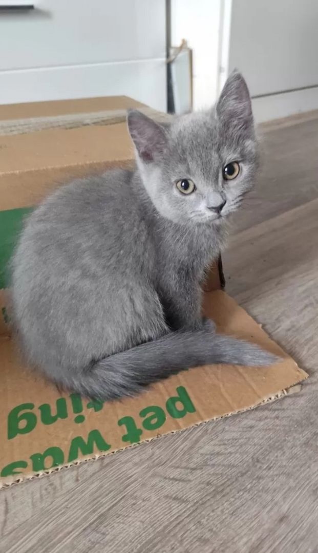 BKH Kätzchen Britisch Kurzhaar Kitten