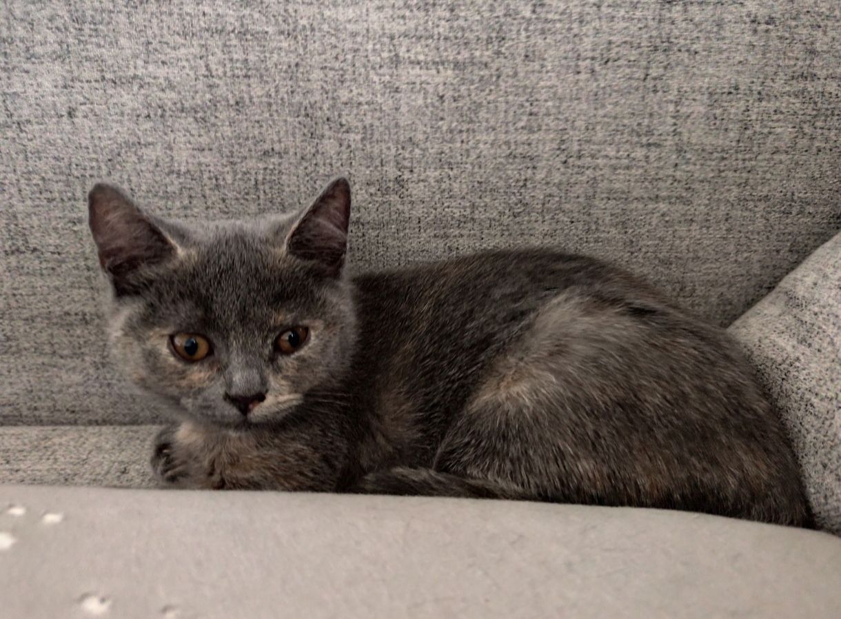 BKH Kätzchen Britisch Kurzhaar Kitten