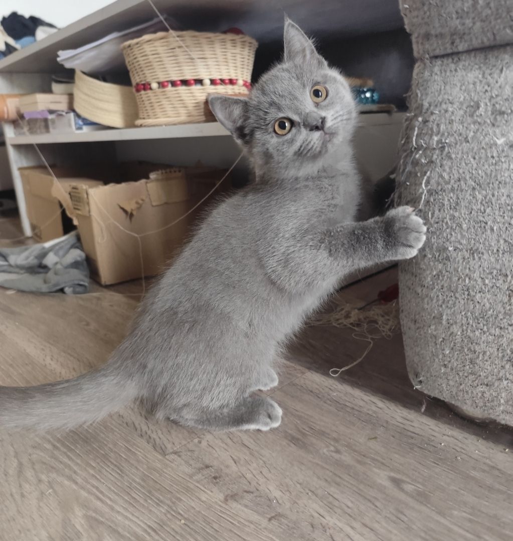 BKH Kätzchen Britisch Kurzhaar Kitten