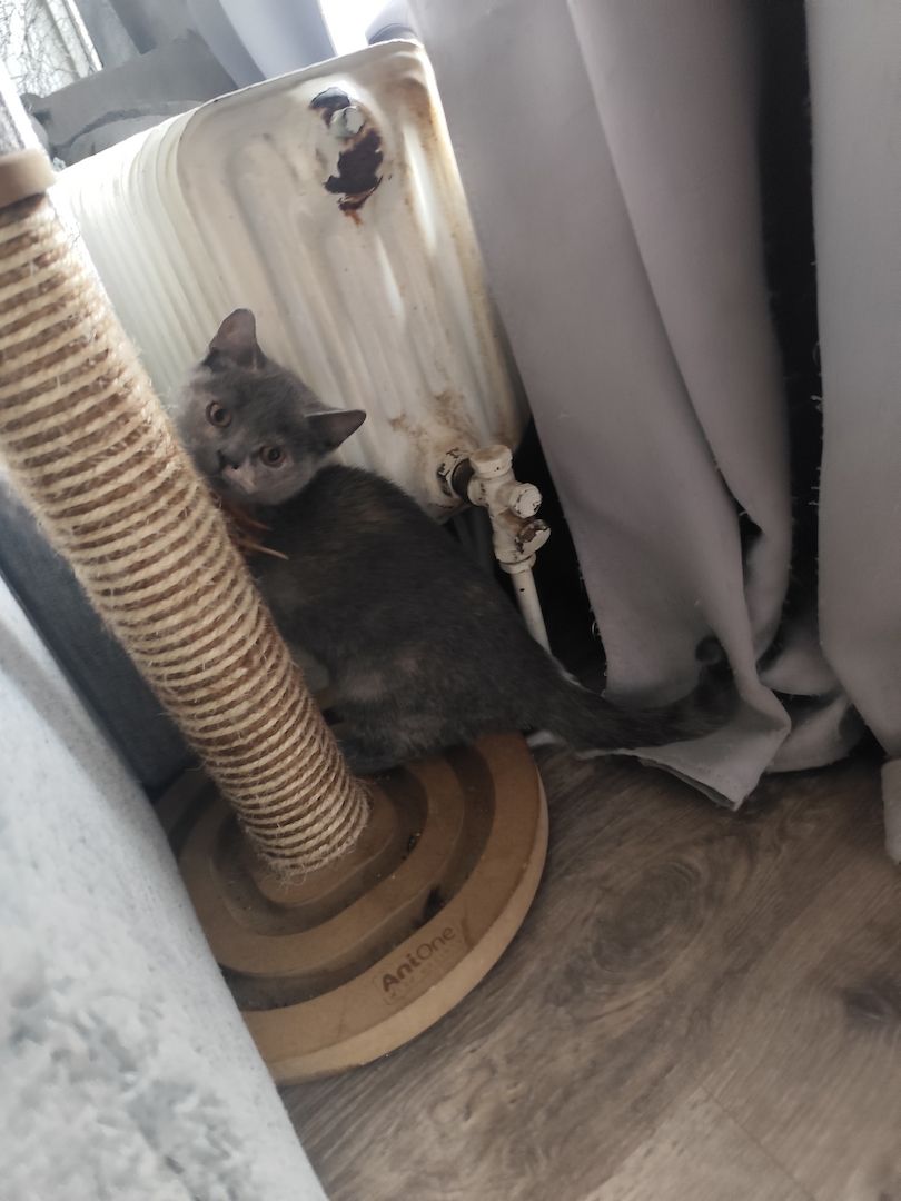 BKH Kätzchen Britisch Kurzhaar Kitten