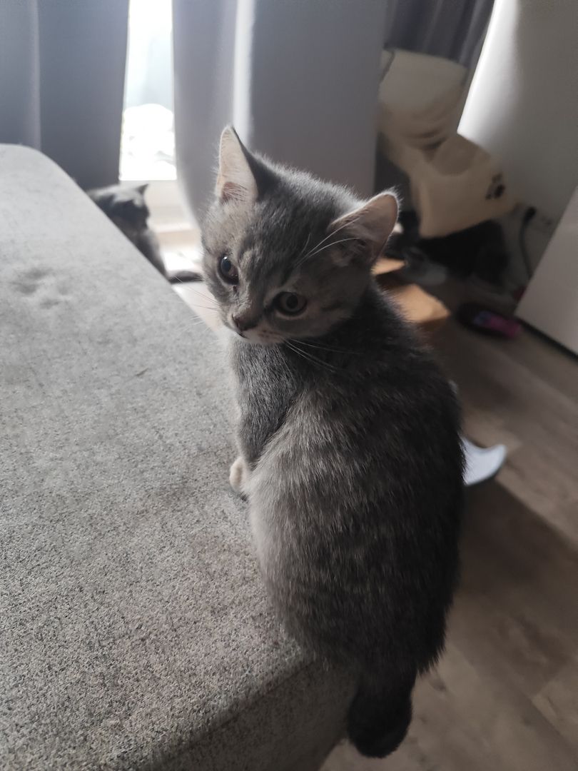 BKH Kätzchen Britisch Kurzhaar Kitten