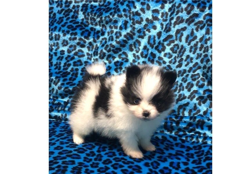 Pomeranian Zwergspitz Welpen ZUM VERSCHENKEN   